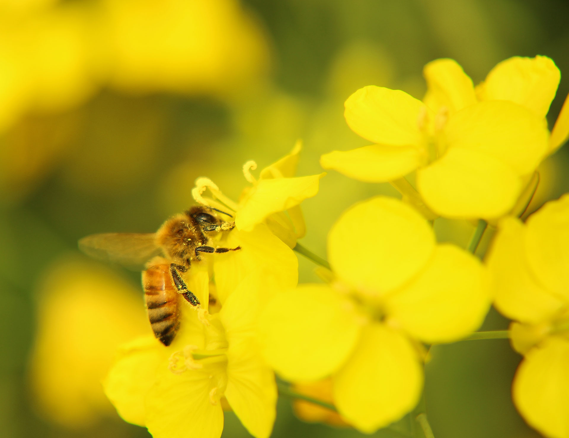 bee on canola flower