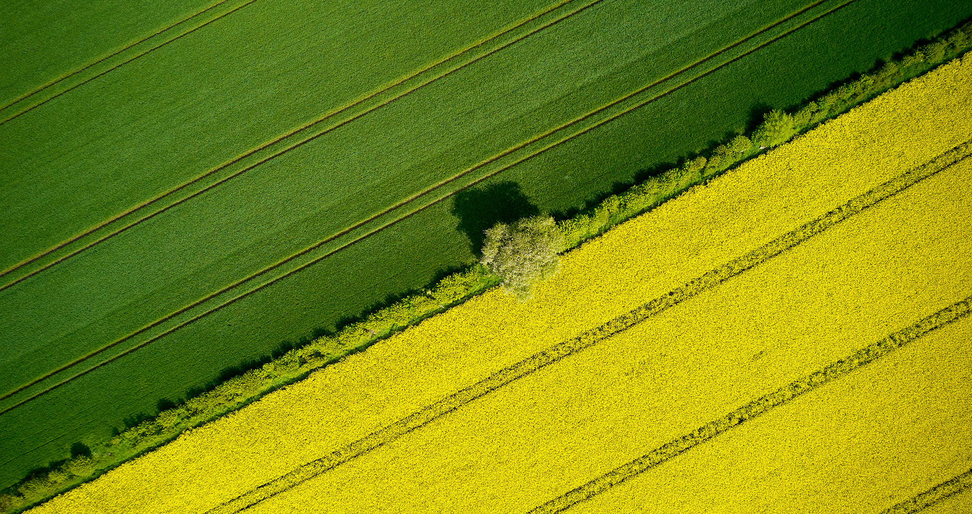 aerial shot of canola field beside another crop